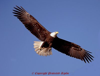 Bald Eagle Blackwater NWR, Md