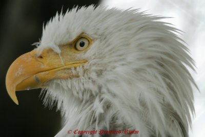 Bald Eagle Kenai NP, Ak