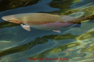 Raibow Trout  Columbia River , OR