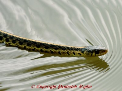 Garden Snake Occoquan NWR, Va