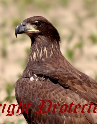 Bald Eagle Inmature Blackwater NWR, Md