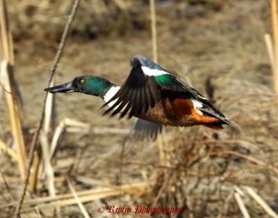 Northern Shoveler Huntley Meadows RP, Va