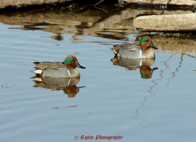 Green-winged Teals Huntley Meadows Park, Va