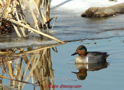 Green-winged Teal Huntley Meadows Park, Va