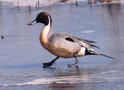 Northern Pintail Chincoteague NWR ,Va