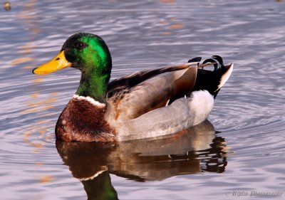 Mallard Huntley Meadows Park, Va