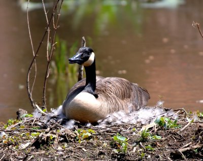 Canada Goose Nesting Huntley Meadows Park, Va