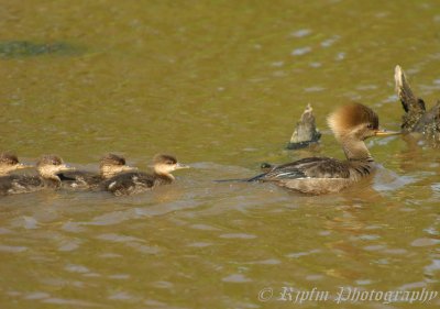 Hooded Merganzers Huntley Meadows Park , Va