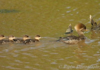 Hooded Merganzers  Huntley Meadows Park , Va