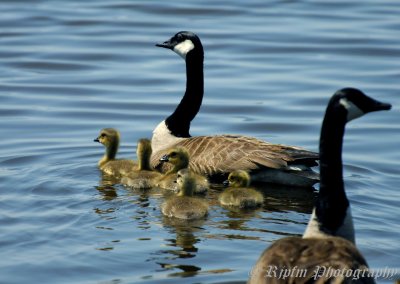 Canada Geese & Goslings Blackwater NWR, Md