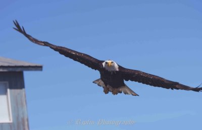 Bald Eagle Homer Spit Kenai NP, Ak