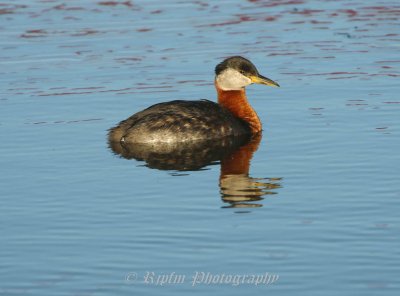 Red-necked Grebe Homer Spit KP, Ak