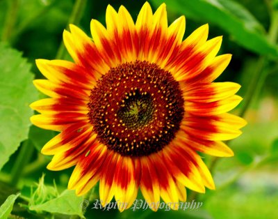 Sunflower Leesylvania SP, Va