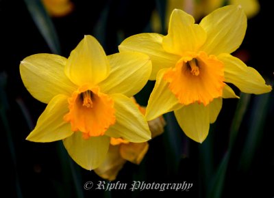 Daffodils Leesylvania SP Va