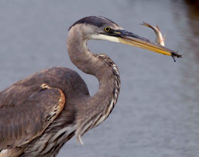 Great Blue Heron Chincoteague NWR, Va