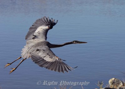 Great Blue Heron Chincoteague NWR, Va