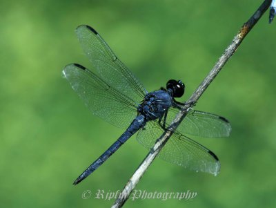 Dragonfly Leesylvania SP, Va