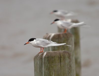 Common Terns Eastern Neck NWR , Md