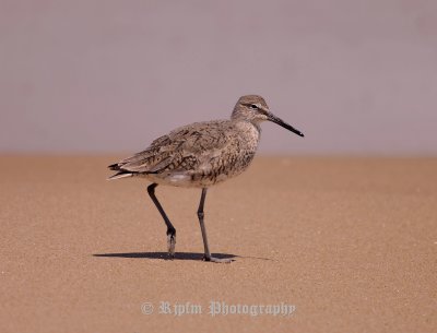 Willet Chincoteague NWR, Va