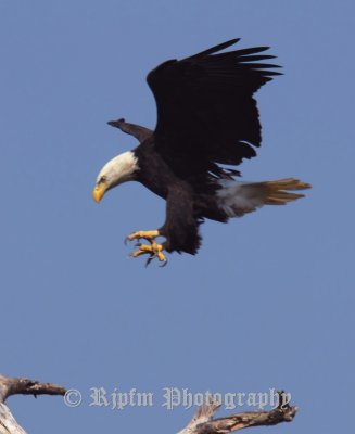 Bald Eagle Blackwater NWR, Md