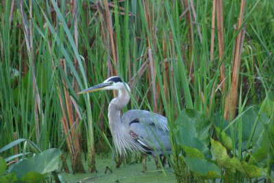 Blue Heron Surprised