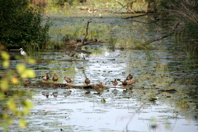 Army of Ducks