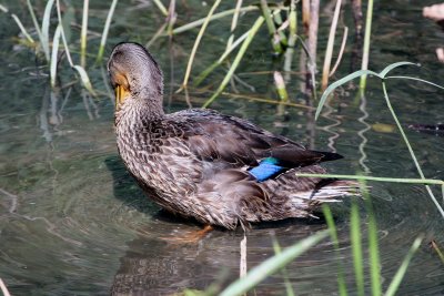 Duck Cleaning
