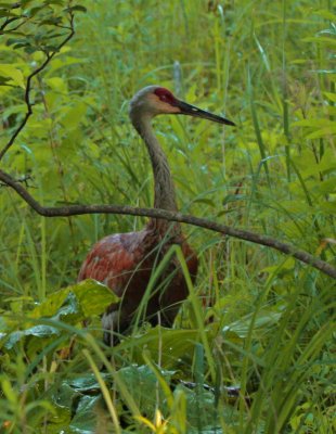 Sandhill Crane