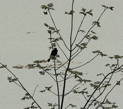 Morning Songbird