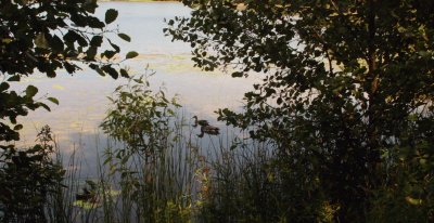Sunday Morning Walk 2
