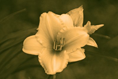 Home Flower 4