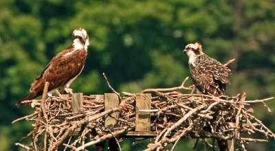 Osprey Pair 2