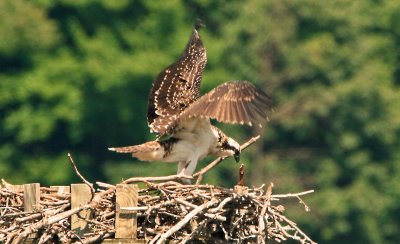 Osprey