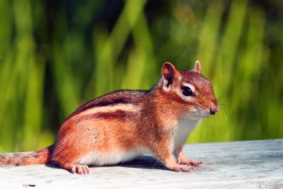 Curious Chipmunk