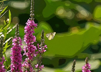 Butterfly In Flight 3