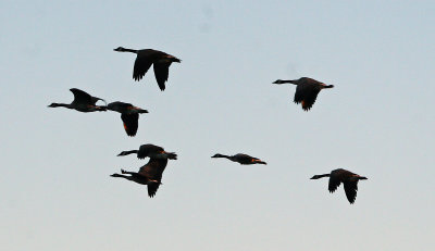 In Flight