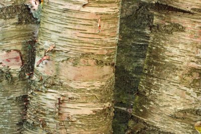 Birch Bark