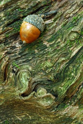 Acorn On Tree