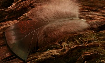 Feather Left Behind 2