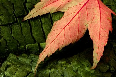 Fall Leaf