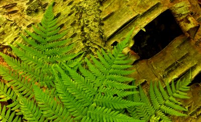 Fern on Birch