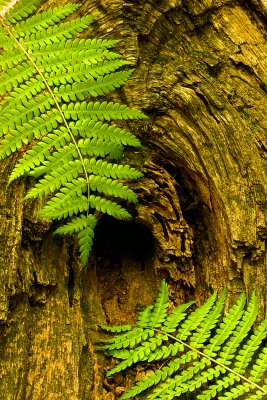 Fern over Age