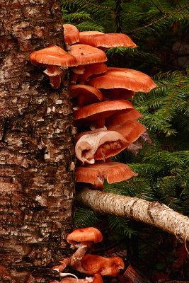 Mushrooms on Birch