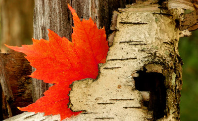 A Fall Cut Short 3