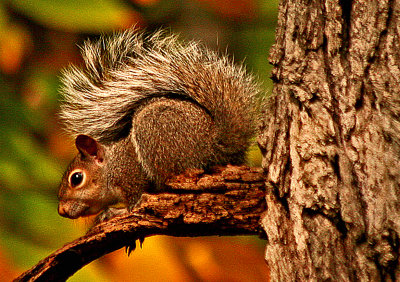 Out On A Limb