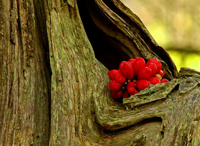 Red Berries On Bark