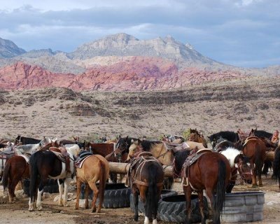 horses%20in%20canyon2_jpg.JPG