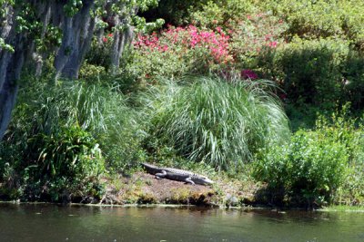 alligator in middleton place