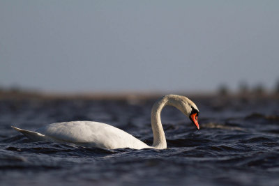 Mute Swan / Knlsvan