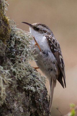 Treecreeper / Trdkrypare